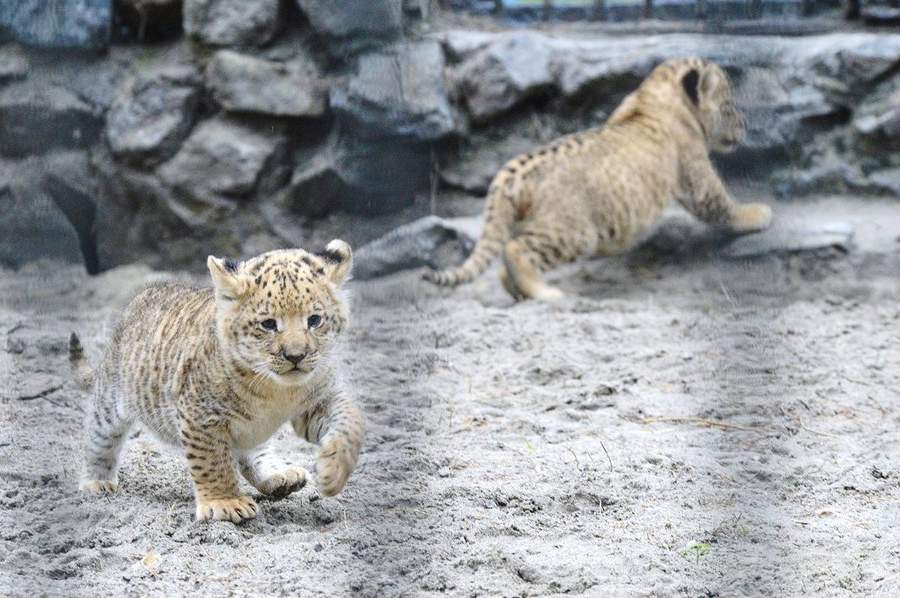 Лигренок. Лигренок.