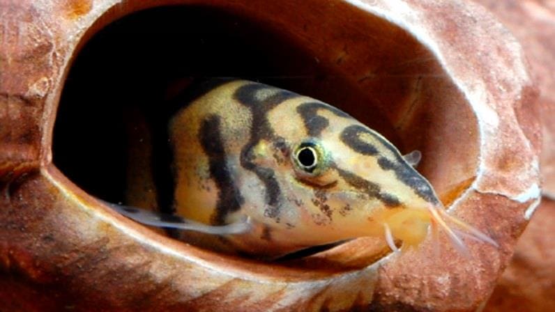 Боция мраморная (Botia lohachata / almorhae) в засаде.