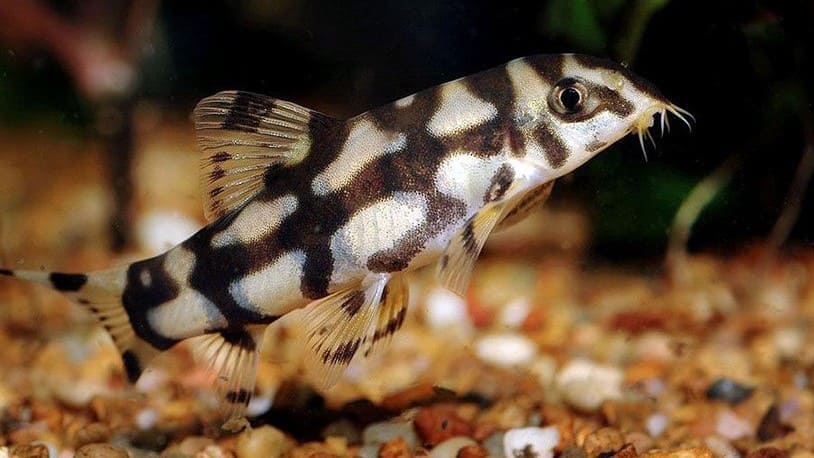 Боция мраморная (Botia lohachata / almorhae) подросток, внешний вид.