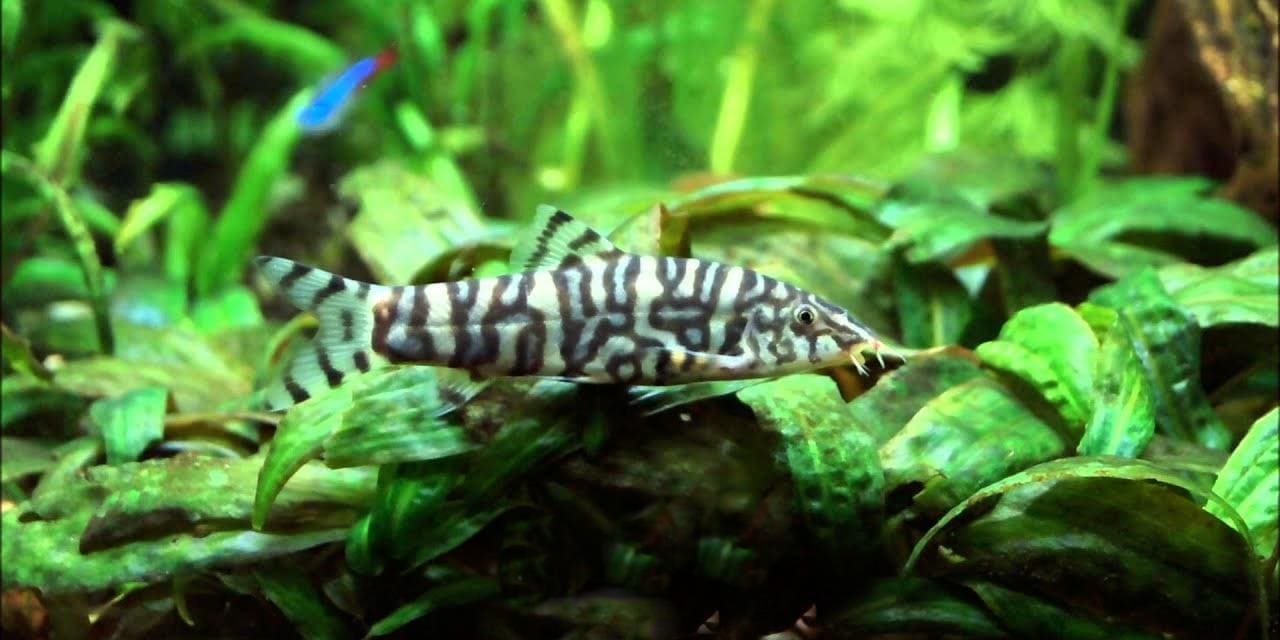 Боция мраморная (Botia lohachata / almorhae) в аквариуме.