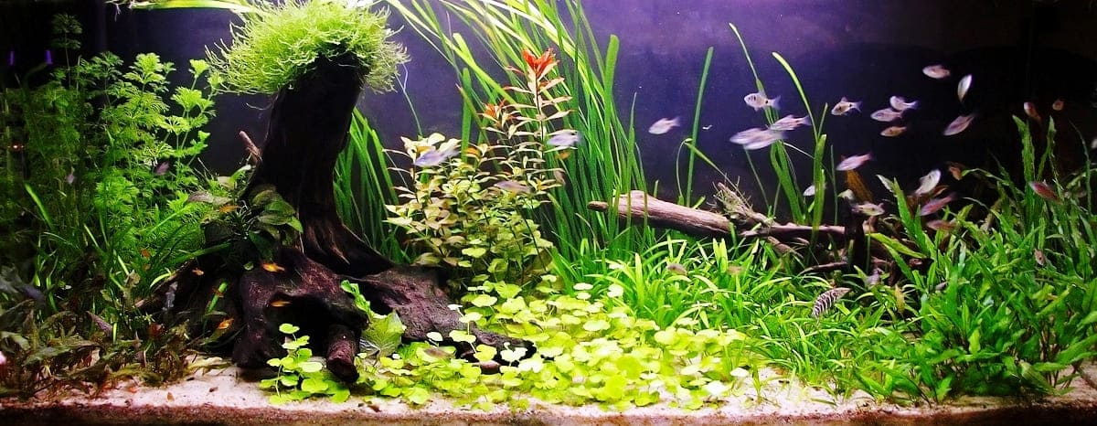 Боция мраморная (Botia lohachata / almorhae) общий аквариум.