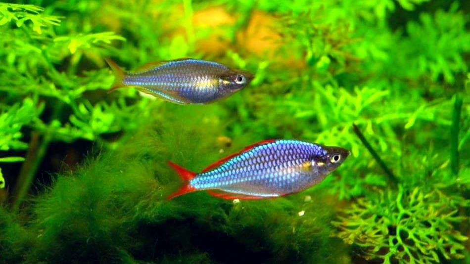 Неоновая радужница (M. praecox) самец и самка, пара, отличие