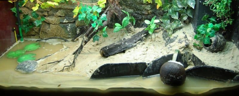 Красный мангровый краб (Pseudosesarma moeshi) варианты оформления аквариума 2