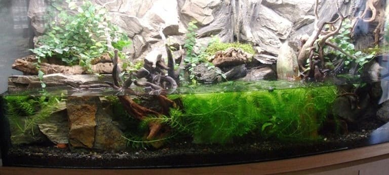 Красный мангровый краб (Pseudosesarma moeshi) варианты оформления аквариума 1