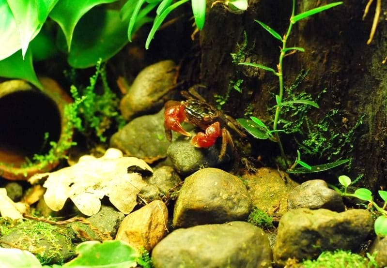 Красный мангровый краб (Pseudosesarma moeshi) в аквариуме
