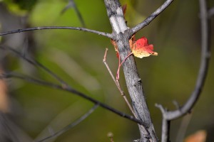 Деревья в саду Деревья в саду