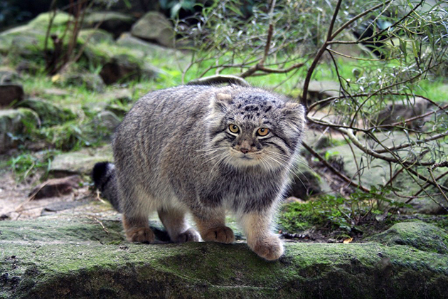 Манул широко распространен по всем уголкам нашей планеты Манул широко распространен по всем уголкам нашей планеты