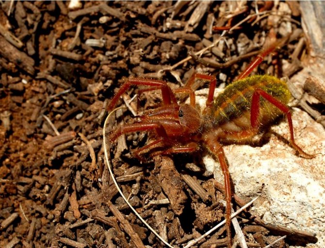 Фаланга (сольпуга) – описание, виды, обитание, питание