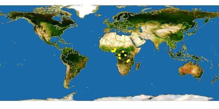 Слоник нильский (Gnathonemus petersii) места распространения