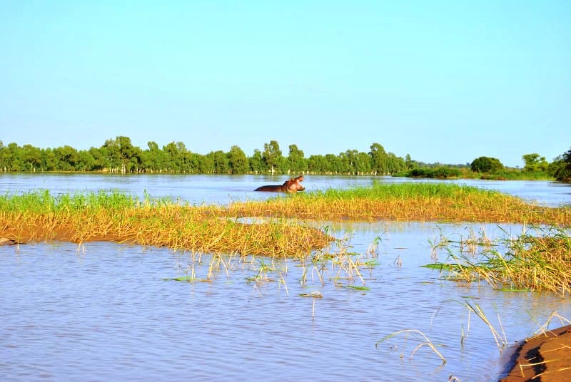 Слоник нильский (Gnathonemus petersii) места обитания 1