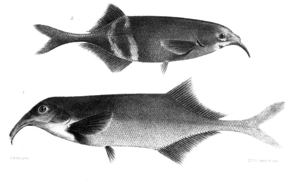 Семейство: Мормировые (Mormyridae), Gnathonemus petersii (вверху) и Campylomormyrus tamandua.