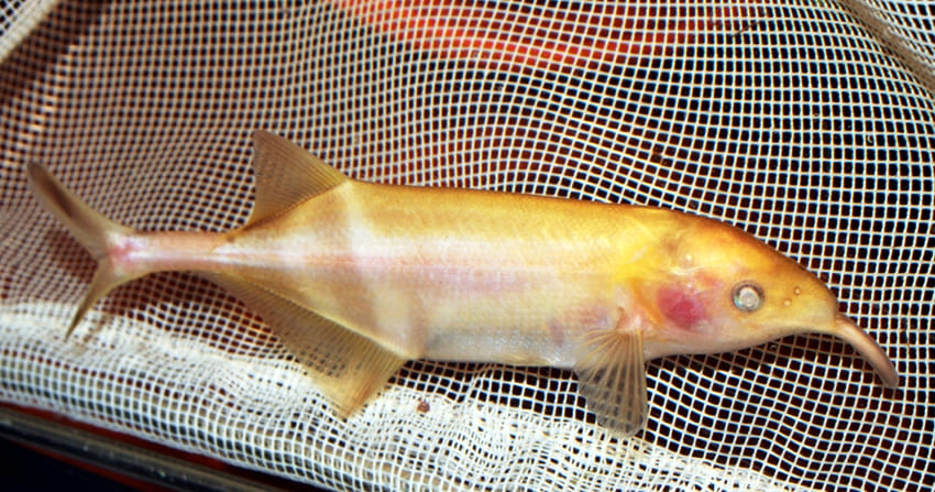 Слоник нильский (Gnathonemus petersii) альбиносная форма