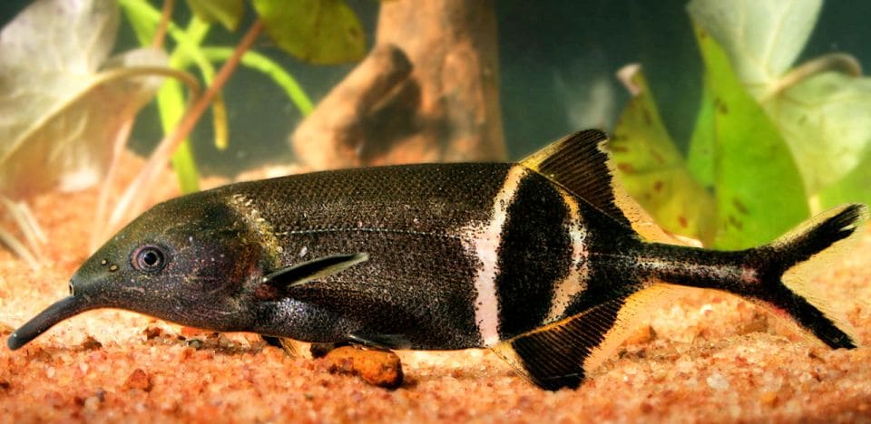 Слоник нильский (Gnathonemus petersii) внешний вид 2