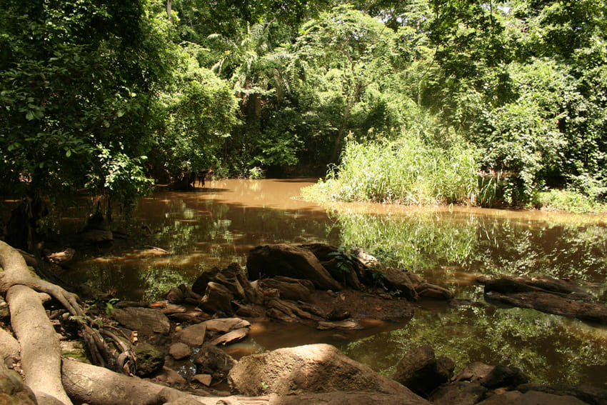 Слоник нильский (Gnathonemus petersii) места обитания 3