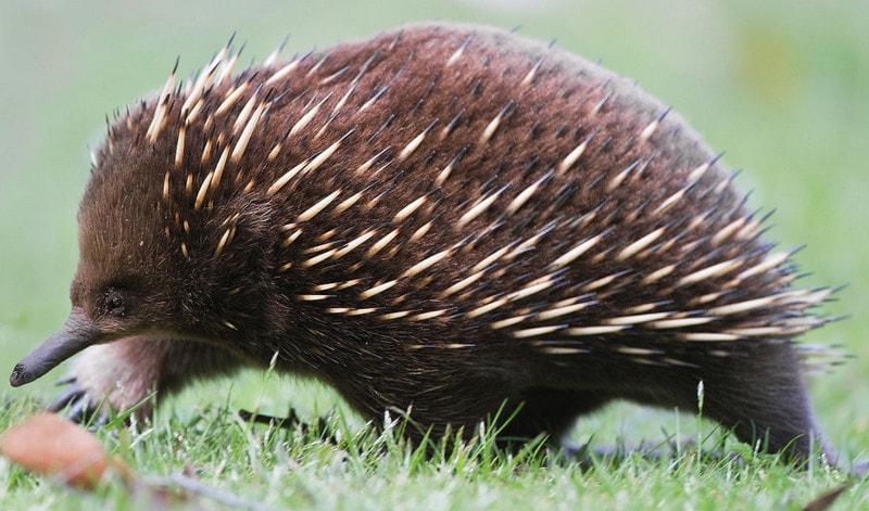 Ехидна – представительница однопроходных