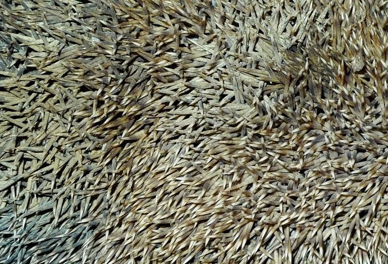 Шипы ежа представляют собой видоизмененные волосы, но в отличие от шерсти они никогда не меняются. Вы упадете колючки могут в милях ежат и более крупные животные Шипы ежа представляют собой видоизмененные волосы, но в отличие от шерсти они никогда не меняются. Вы упадете колючки могут в милях ежат и более крупные животные