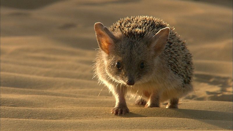 Ушастый еж (Hemiechinus auritus) - типичный обитатель пустиньи Ушастый еж (Hemiechinus auritus) - типичный обитатель пустиньи