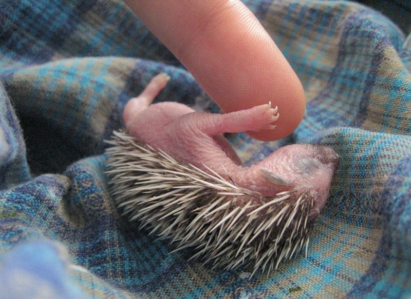 Колючки у ежат развиваются, чем открываются глаза. На лице самки видны зачатки вибрисс, что указывает на важную роль обоняния в жизни этих животных Колючки у ежат развиваются, чем открываются глаза. На лице самки видны зачатки вибрисс, что указывает на важную роль обоняния в жизни этих животных