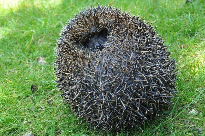 Свернувшиеся в клобок еж Свернувшиеся в клобок еж