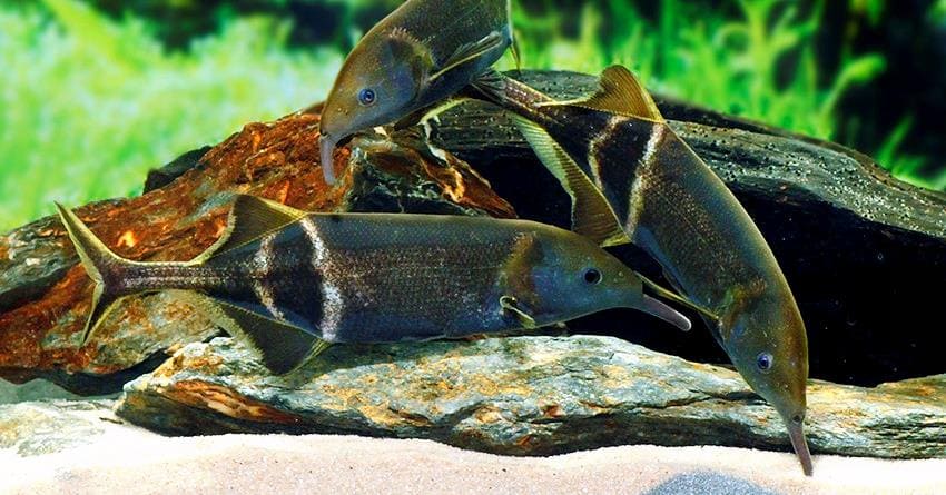 Гнатонем Петерса (Gnathonemus petersii) группа в аквариуме 1.