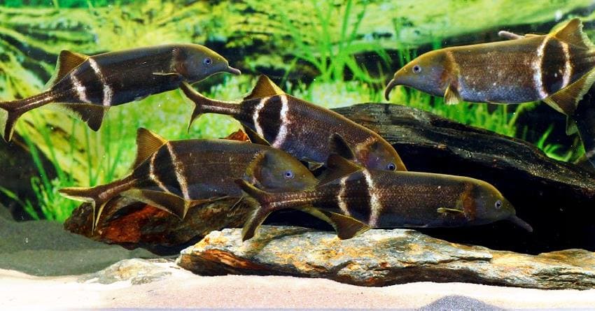 Гнатонем Петерса (Gnathonemus petersii) группа в аквариуме 2.