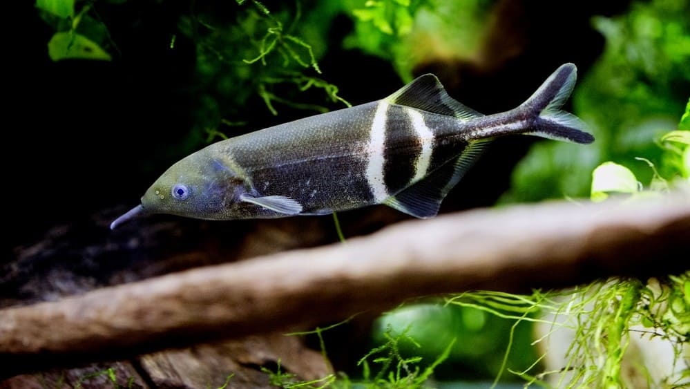 Слоник нильский (Gnathonemus petersii) в аквариуме 2.