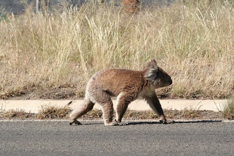 Коала торопливо идет по дороге, явно по очень важному делу.