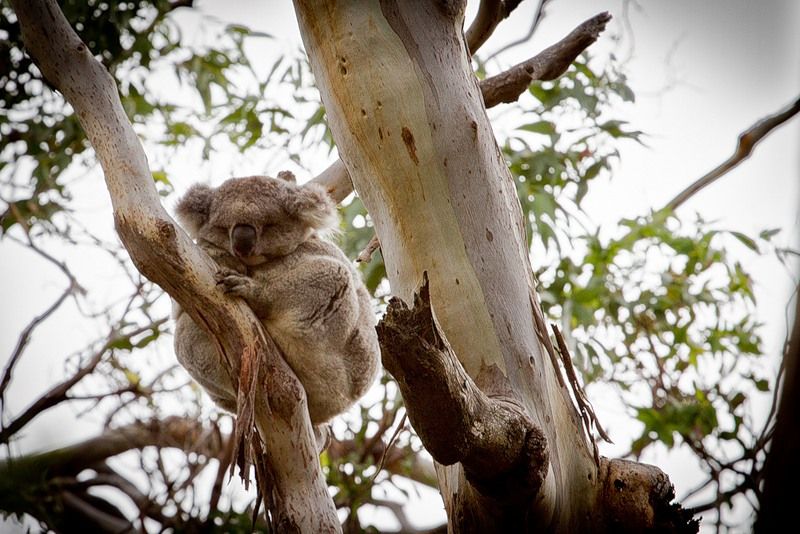 Коала спит на дереве.