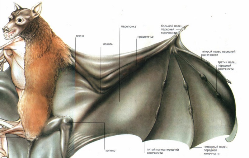 Структура крыла летучей мыши