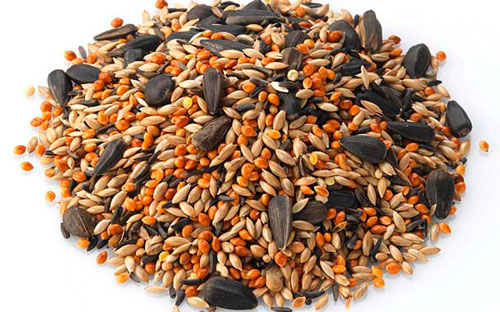 чем кормить волнистого попугая