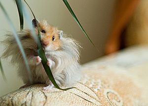 Здоровье джунгарского хомяка Здоровье джунгарского хомяка