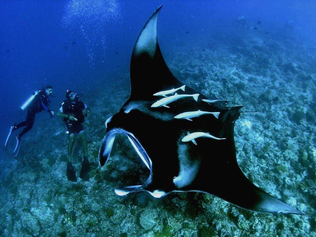 Скат манто просто гигант для дайверов, но совершенно безопасен для них Скат манто просто гигант для дайверов, но совершенно безопасен для них