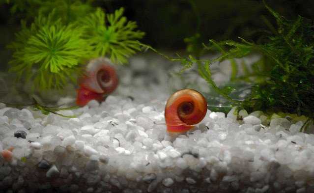 Красная роговая катушка прекрасно живет в аквариуме