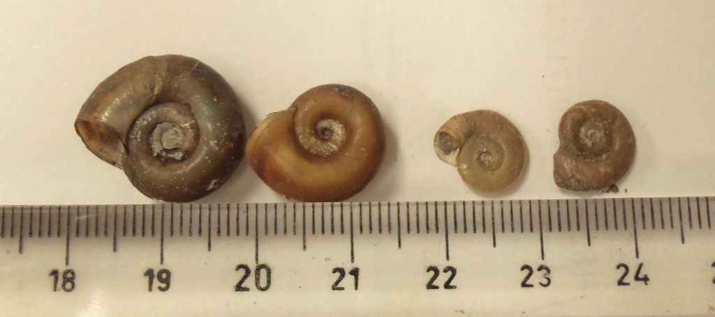 Вот так, по мере роста моллюска, меняется размер ее домика