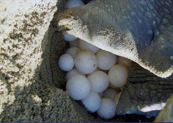 Кожистая черепаха - обитатель морских глубин. Единственное, для чего ей приходится выходить на сушу - это выведение потомства.