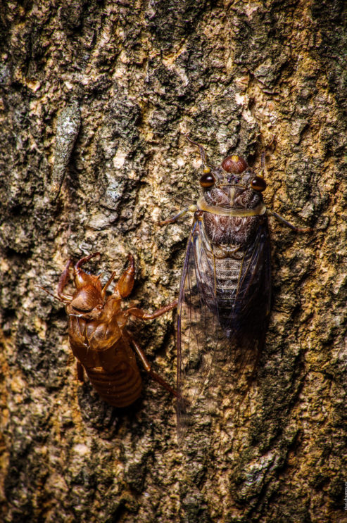 Цикада и ее панцирь цикада-и-ее-панцирь-493x743.jpg