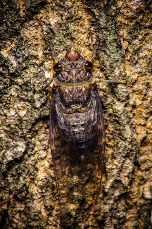 Цикада через несколько часов после метаморфозы цикада-несколько часов-после-метаморфозы-494x743.jpg