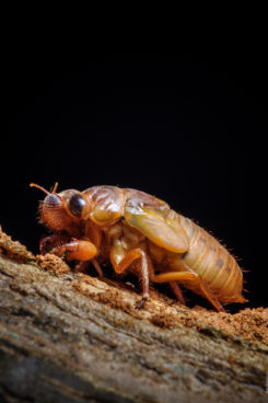 Хронология метаморфоз цикады 01 цикада-метаморфоза-временная шкала-01-245x368.jpg