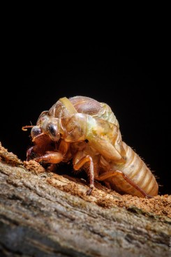 Хронология метаморфоз цикады 02 цикада-метаморфоза-timeline-02-245x368.jpg