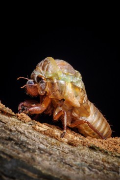 Хронология метаморфоз цикады 03 цикада-метаморфоза-timeline-03-245x368.jpg