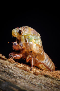 Хронология метаморфоз цикады 04 цикада-метаморфоза-timeline-04-244x368.jpg