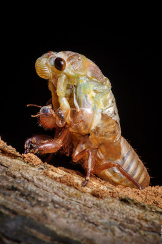 Хронология метаморфоз цикады 05 цикада-метаморфоза-timeline-05-328x493.jpg