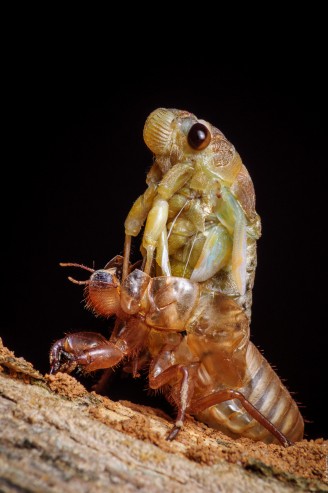 Хронология метаморфоз цикады 06 цикада-метаморфоза-timeline-06-328x493.jpg