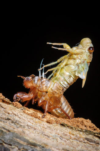 Хронология метаморфоз цикады 07 цикада-метаморфоза-timeline-07-327x493.jpg