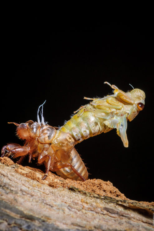 Хронология метаморфоз цикады 08 цикада-метаморфоза-timeline-08-494x743.jpg