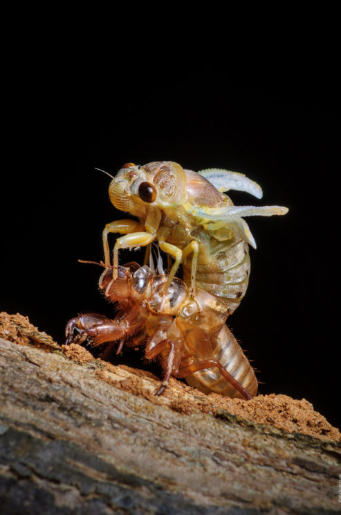 цикада-метаморфоза-временная шкала-09-493x743.jpg