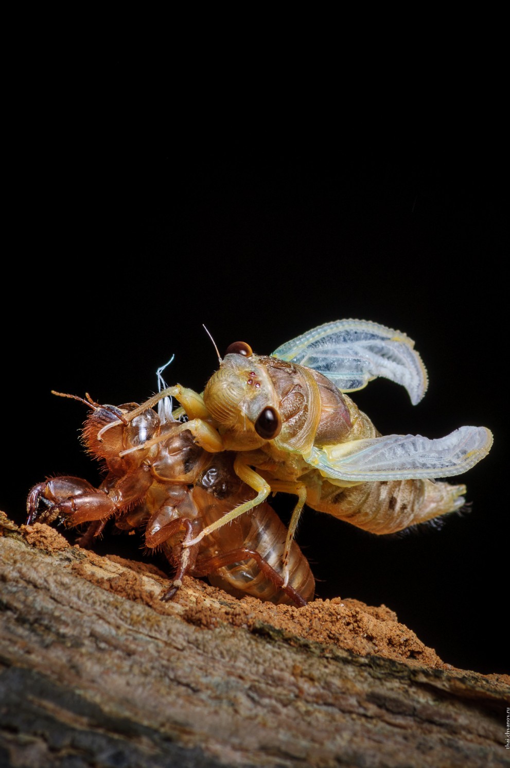 Хронология метаморфоз цикады 10 цикада-метаморфоза-временная шкала-10-991x1492.jpg