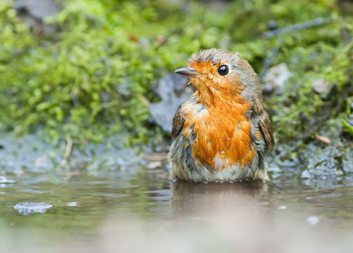Красношейка, как и все воробьиные, не прочь принять водно-пылевые ванны. Красношейка, как и все воробьиные, не прочь принять водно-пылевые ванны.