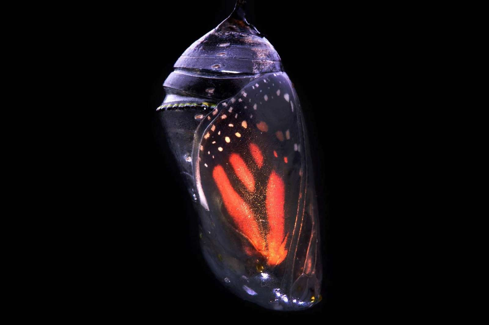 Вот-вот на свет печать велайновое создание.