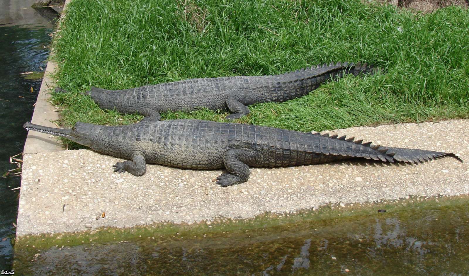 Самцы крупнее самок. 